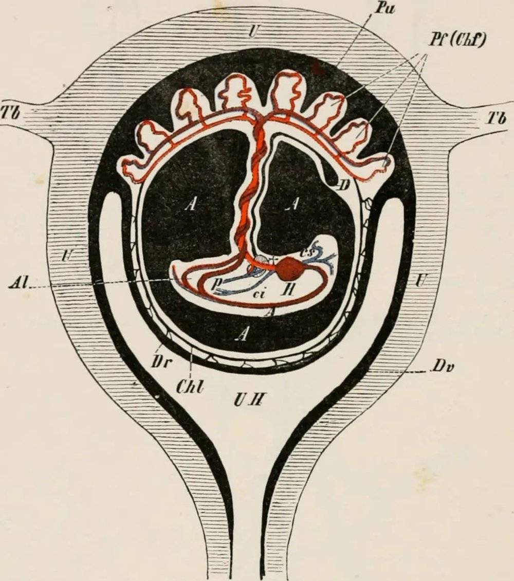哺乳动物的胚胎与胎盘 | 图源：Wiedersheim, Robert, 1848-1923