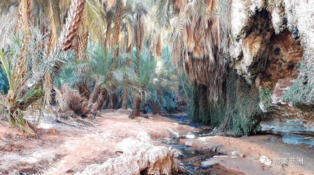 撒哈拉沙漠里的山谷椰枣林