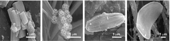 亚洲沙尘颗粒上的吸附物。从左至右：人类活动产生的硫化物晶体，花粉，未知有机物，未知有机物。