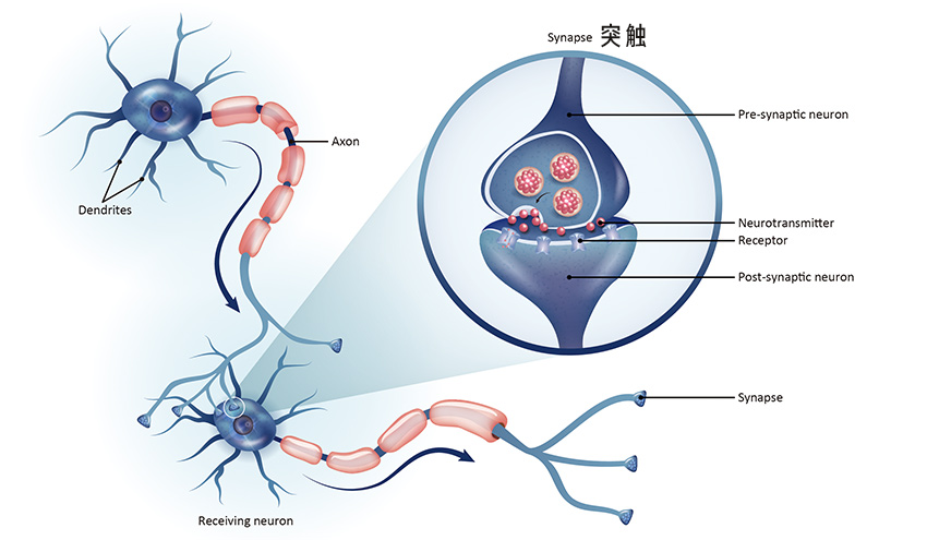 神经元与神经突触 | GeneTex