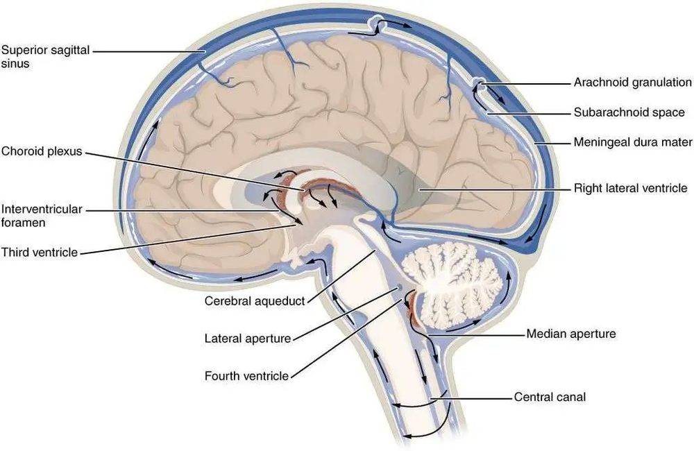 图中黑色箭头表示脑脊液流动方向 | OpenStax Anatomy and Physiology