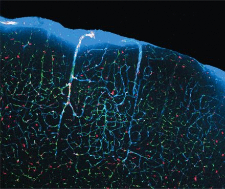 脑脊液（蓝色）流经大脑，通过小鼠睡眠时扩张的一系列通道清除脑内毒素 | doi: 10.1126/science.342.6156.301