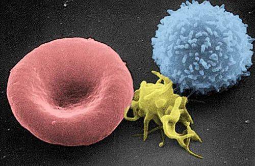 从左至右：红细胞、血小板和 T 淋巴细胞 | NCI-Frederick
