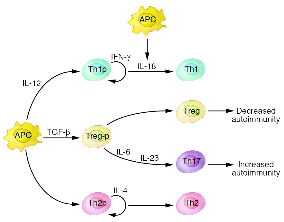 与 IL-18 协同作用，IL-12 的分泌导致 Th1 细胞产生 | JCI