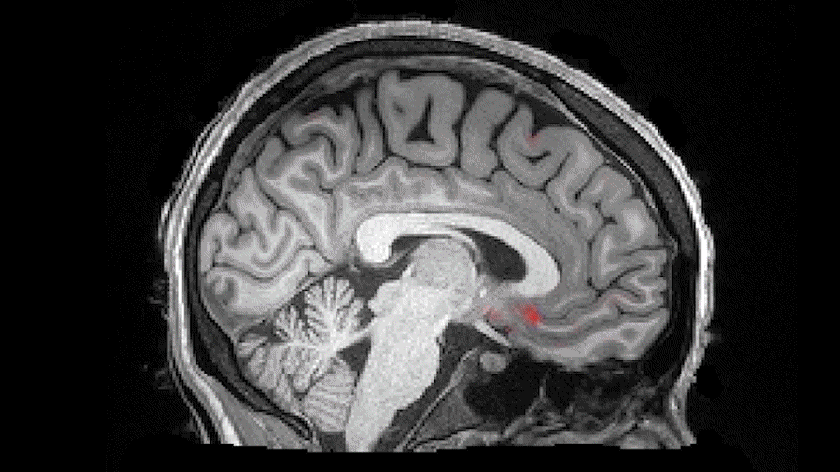 非快速动眼睡眠期间，血液（红色）从大脑流出后脑脊液（蓝色）流入脑室 | Laura Lewis, Boston University