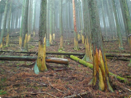 •被野鹿啃食过的人工杉树林，滋贺县多贺町