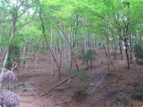 •野鹿过食造成的森林下层植被的消失，三重县津市