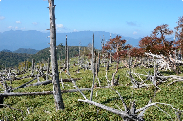 •2012年的吉野熊野国立公园大台原。遭野鹿过度啃食，造成树木大面积枯萎