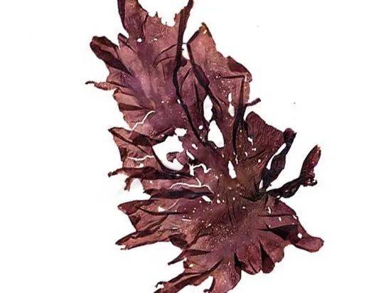 脐形紫菜（Porphyra umbilicalis）。图片来源：Nicolas Blouin, Univ. of Maine<br label=图片备注 class=text-img-note>