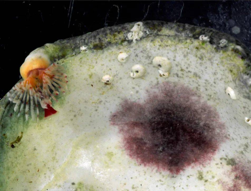 壳斑藻，后来被称为壳斑藻丝状体（姨妈色）。图片来源：California Academy of Sciences<br label=图片备注 class=text-img-note>