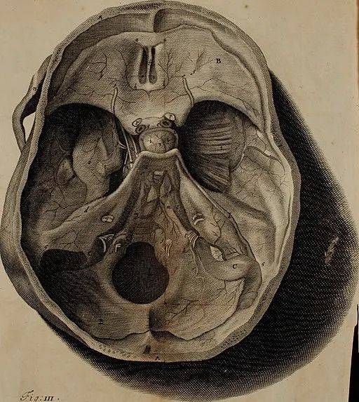 没有大脑组织的头骨内部。© Wikimedia Commons<br>