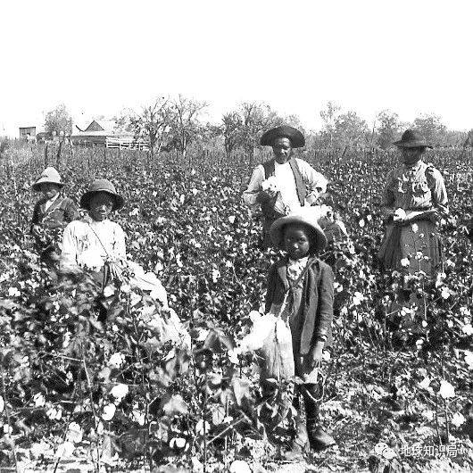 掌握大部分原棉供应的基础是掌握了大量的采棉黑奴（图：Wiki）