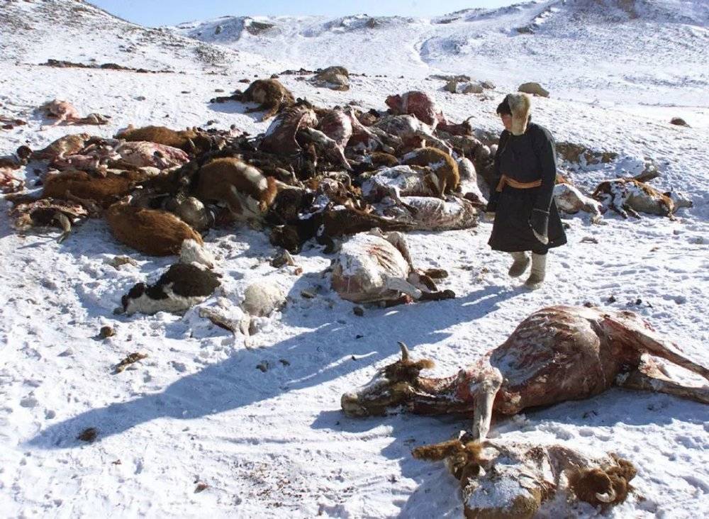 2016年，蒙古国的dzud灾害，导致大量动物死亡 ©Gerry Shih<br label=图片备注 class=text-img-note>