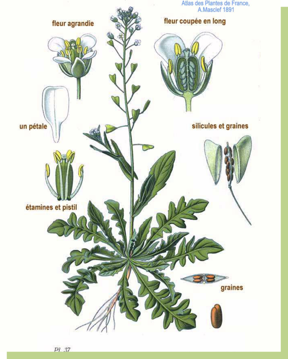 荠菜茎叶可作蔬菜食用，种子含油，供制油漆及肥皂用。© Atlas des plantes de France