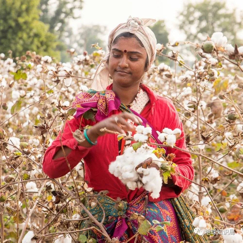 印度的棉花虽然产量可观，但其品质多适用于中低端产品