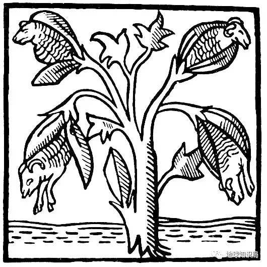 到了十四世纪，欧洲人的游记中仍把棉花这种植物想象成长羊的树