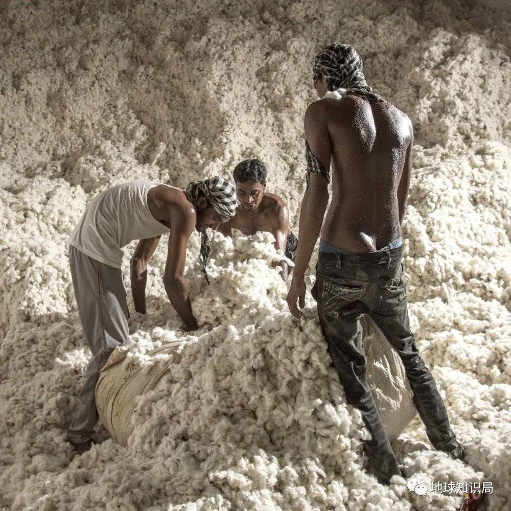 现在已经是世界第一大棉花生产国了