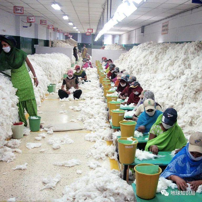 手工清理棉花中的杂质（图：CSIRO/Wiki）