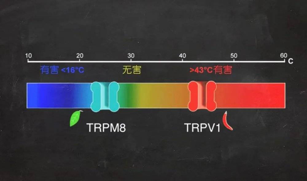 TRP家族是一类非常重要的离子通道，对温度感知非常重要，其中最著名的成员包括TRPV1、TRPM8等。| 图片来源：kavliprize.org<br>