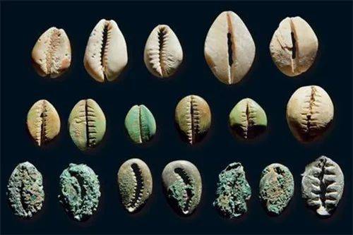 三星堆祭祀坑中之前发现过数千枚海贝，这证实了3000年前的成都就有繁盛的对外贸易 图/网络<br label=图片备注 class=text-img-note>