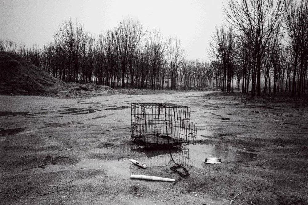 △2015年2月，斗狗结束后，狗主人把死去的爱犬埋在这片树林。《狗徒》之一。/武靖力 摄<br>