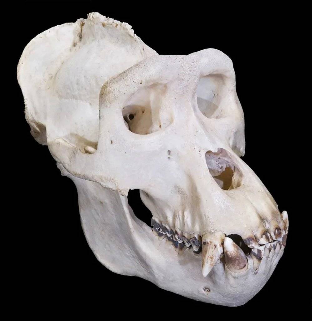  大猩猩头骨上有一块突出的骨骼，帮助它们拥有了出色的咬合力。| 图片来源：Didier Descouens/Wikimedia Commons, CC BY-SA<br label=图片备注 class=text-img-note>