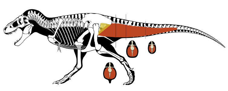  霸王龙等恐龙具有巨大的肌肉，将尾巴连接在臀和腿部。| 图片来源：Dr. Scott Hartman, CC BY-ND<br label=图片备注 class=text-img-note>