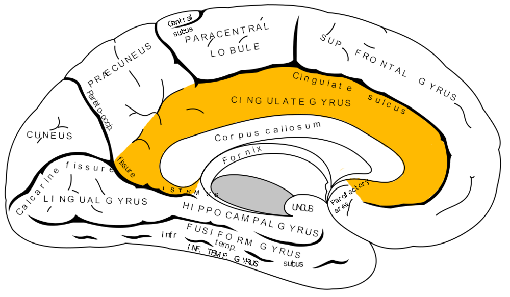 从中矢面看大脑左半球的扣带回。© wikipedia<br>