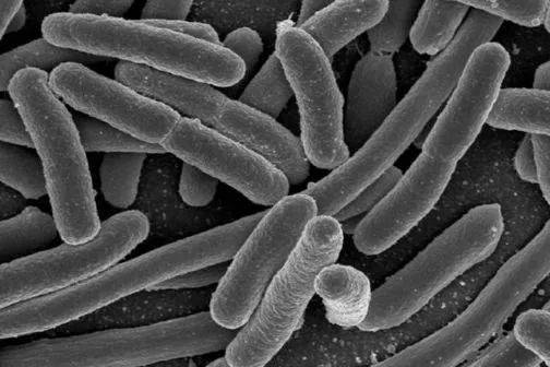 利用基因工程生产特定化合物的细菌被称为工程菌，目前很多香兰素都是通过工程菌生产的。（图源：Science Learning Hub）<br>
