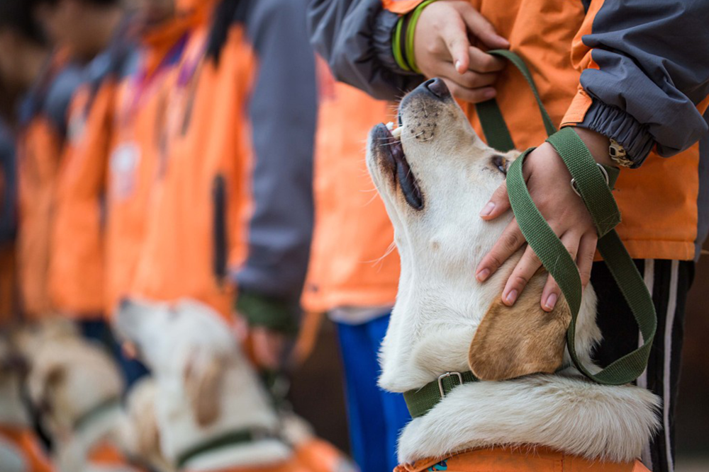 导盲预备犬在志愿者的带领下，进行搭乘公交车的实地训练 ©视觉中国<br>