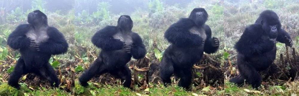 ▲一只雄性大猩猩在击打胸部（图片来源：Jordi Galbany，Dian Fossey大猩猩基金会）<br label=图片备注 class=text-img-note>