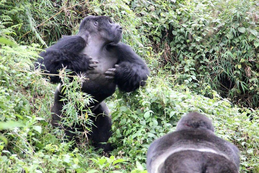 ▲一只大猩猩在小群体间互动时击打胸部（图片来源：Dian Fossey大猩猩基金会）<br label=图片备注 class=text-img-note>