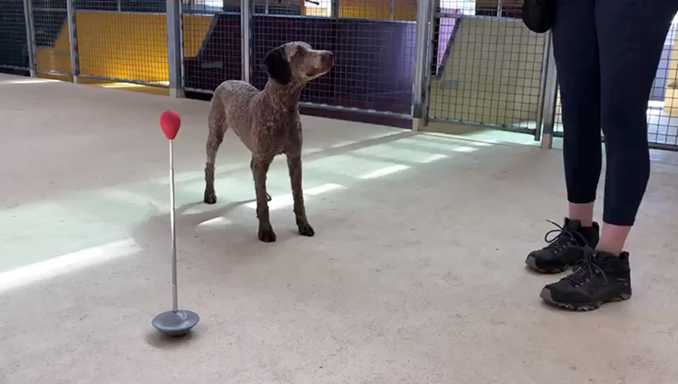 作为训练狗狗与视错觉互动的第一步，研究者需要让它们将“用鼻子触碰一个物体（这个实验中用的是棍子上的红色小球）”与“奖励”关联起来。SARAH BYOSIERE