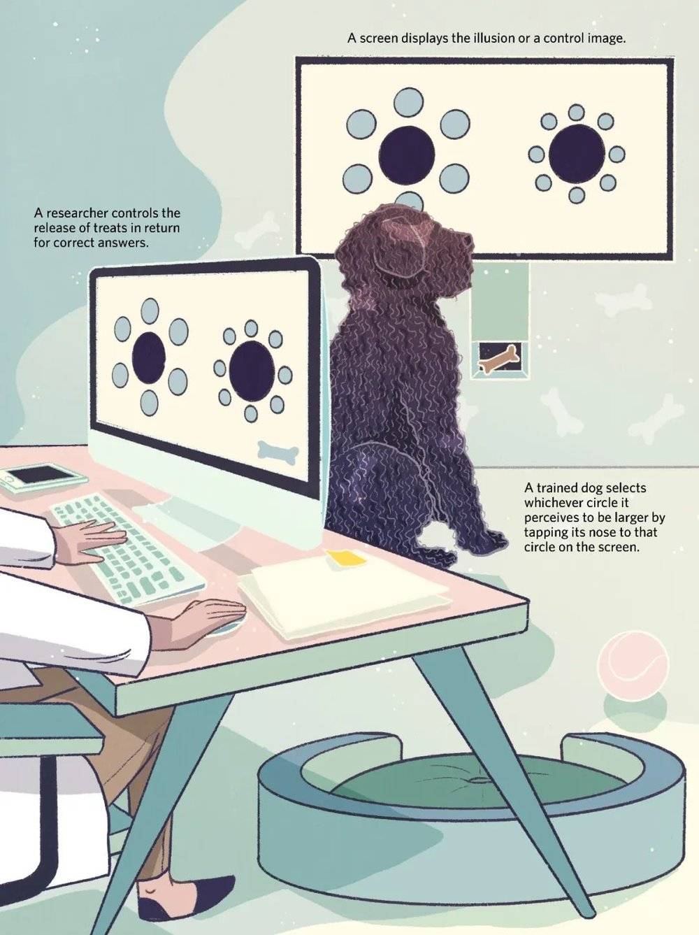 在2016年，萨拉·比索耶和她在澳大利亚拉筹伯大学的同事发表了一项实验，其中使用了上图中的装置。他们训练狗狗选择看上去更大的黑圆，并发现这些狗狗都一致选择了被较大的蓝圆环绕的黑圆。这个效果与在人类身上看到的恰恰相反，说明狗和人的视觉感知可能在这个错觉的某些方面存在差异。KAILEY WHITMAN