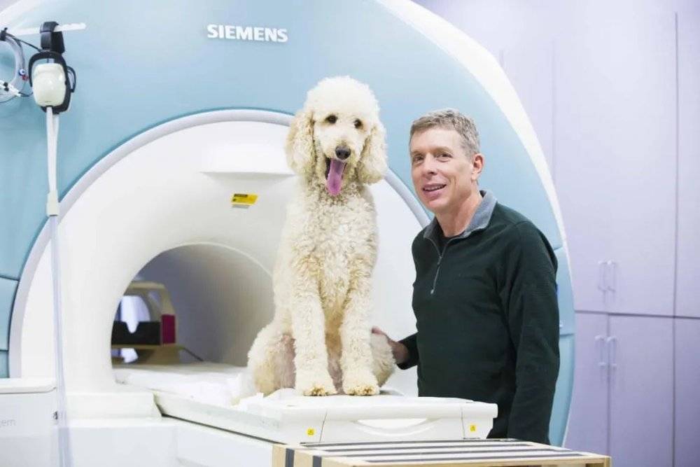 埃默里大学神经科学家格雷戈里·伯恩斯用fMRI研究狗的感知。埃默里大学<br label=图片备注 class=text-img-note>