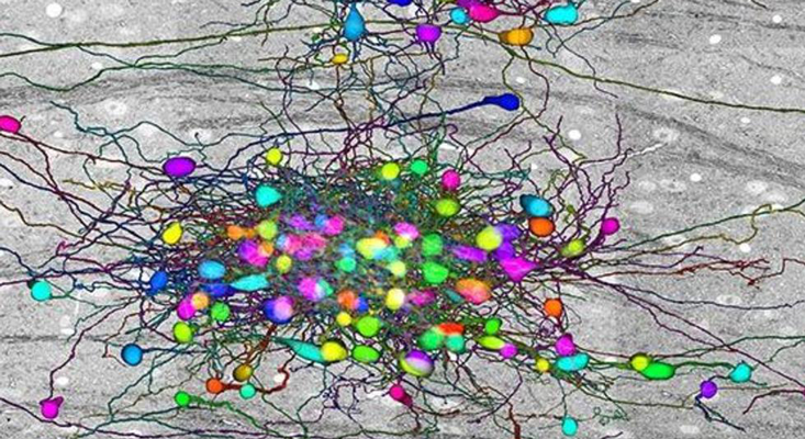 色彩灵动：这张老鼠大脑皮层切片的电子显微镜图像显示了被颜色标记的不同神经元，但这只是一个开始。哈佛大学的杰夫·利希特曼（Jeff Lichtman）说：“我们在研究人类大脑的皮质层，这里的每个神经细胞的任一突触以及连接关系都是可识别的，实在太惊人了。”© Lichtman Lab at Harvard University <br>