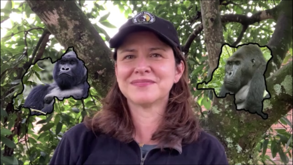 塔拉·斯托因斯基博士代表迪安·弗西大猩猩基金会发出的感谢视频 / 视频截图