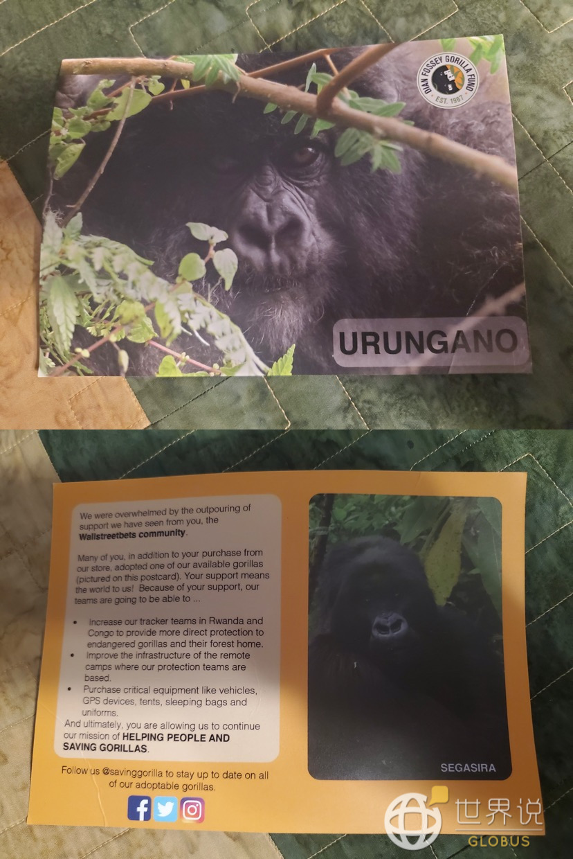 迪安·弗西大猩猩基金会向捐赠者送出的纪念卡片 / 受访者提供