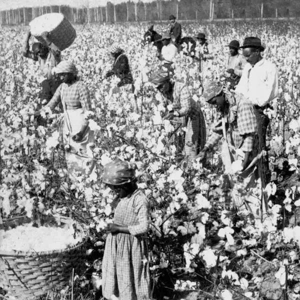 黑人奴隶在采摘棉花。