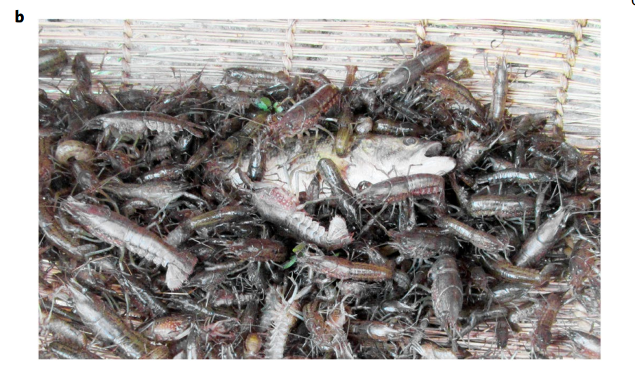 泛滥成灾的大理石纹小龙虾 （图片来源：Julian Gutekunst等2018）
