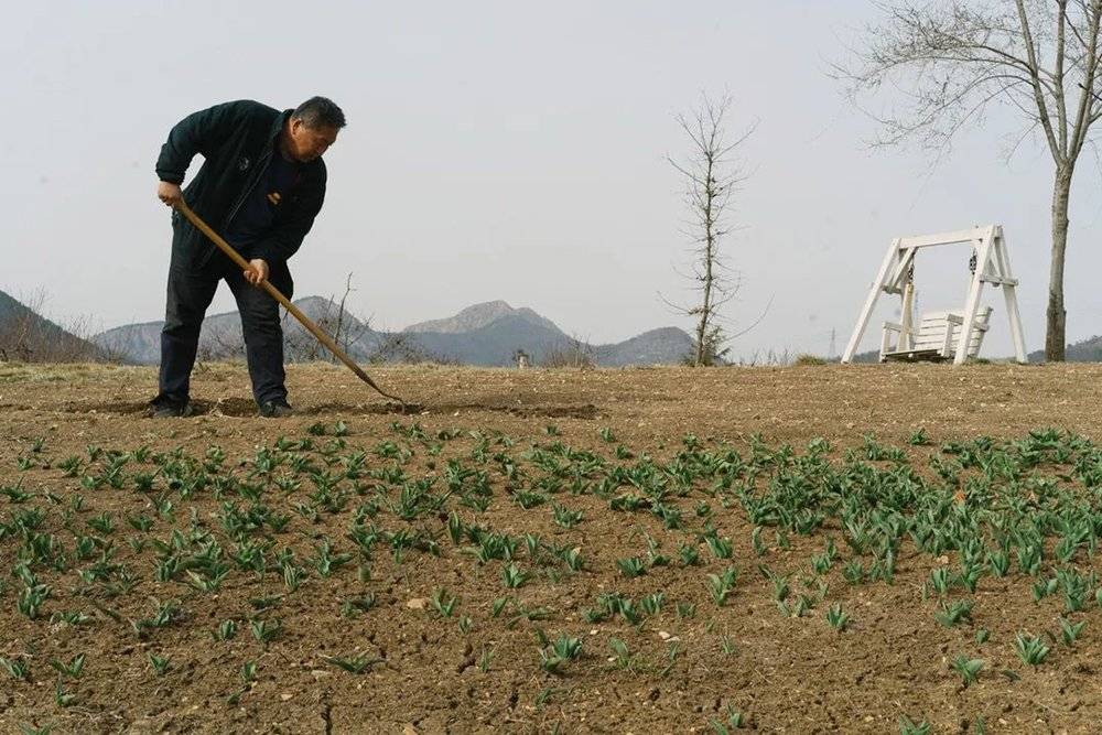 65岁的孙洪奎依然会在植物园里劳作 ©朱英豪 摄<br>