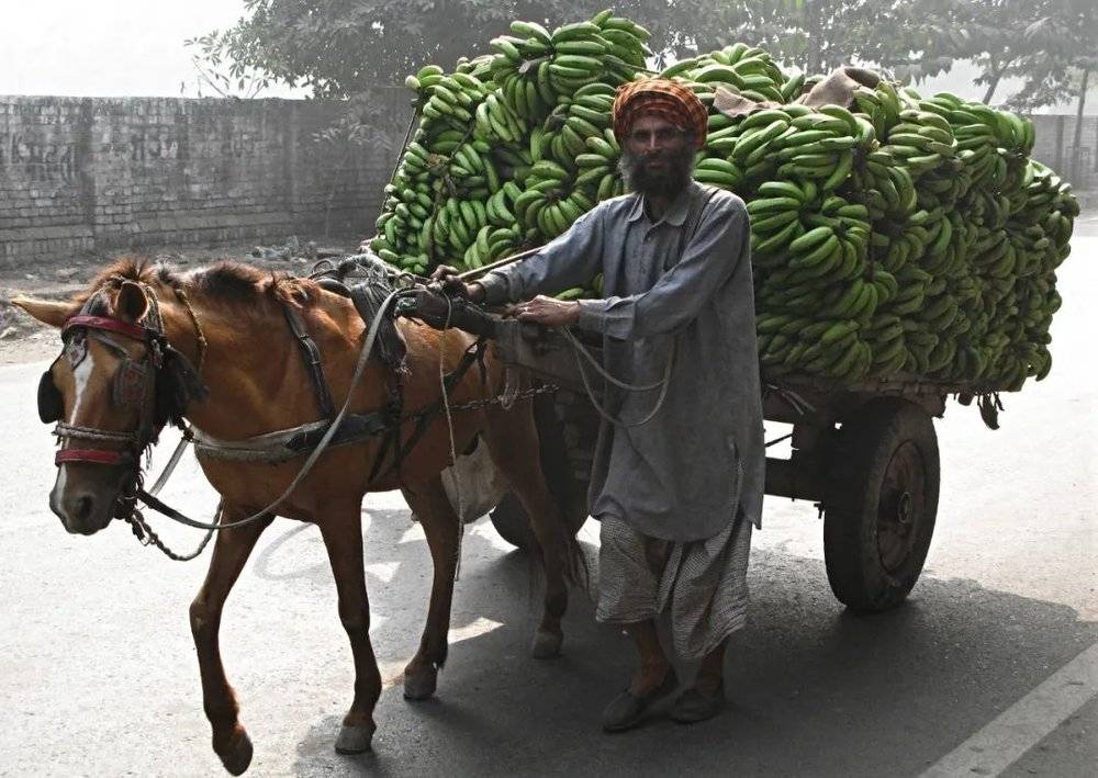 △穿着传统服饰的印度人正赶着马卖香蕉。/pixabay
