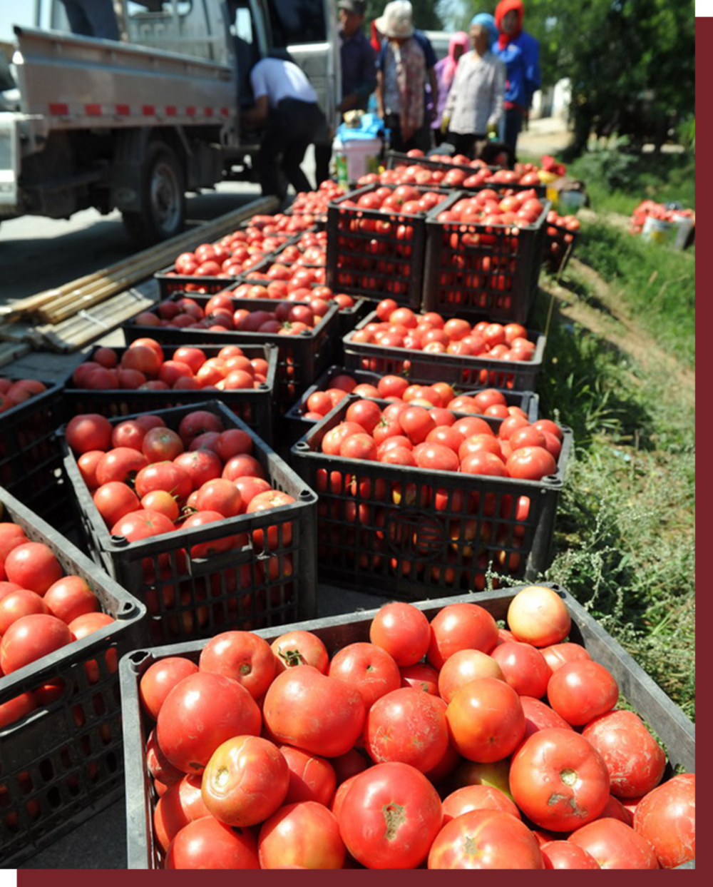 菜农等待客商前来收购西红柿。© People.cn
