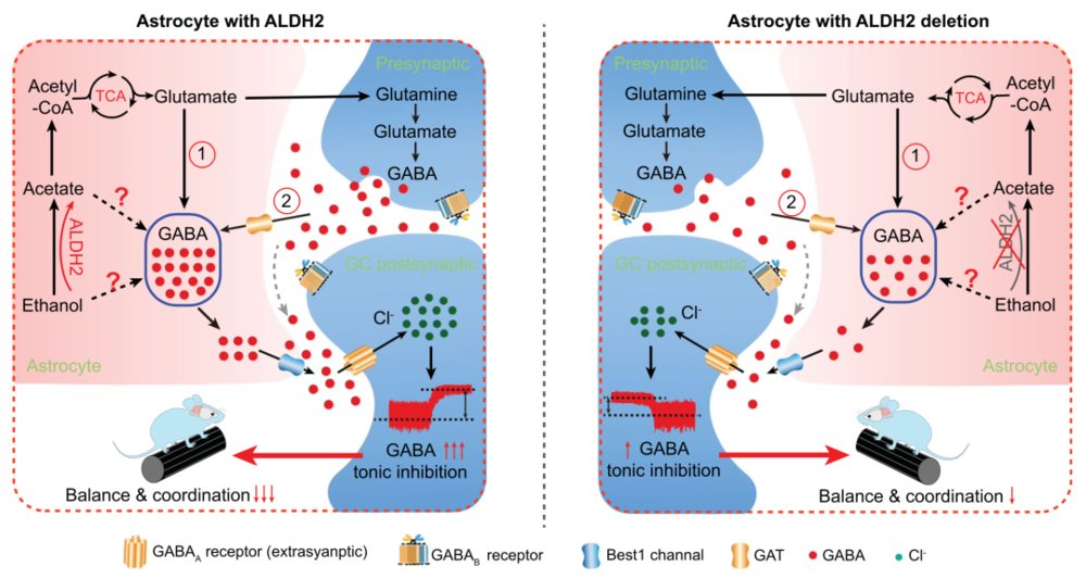 ALDH2存在或缺失状态下的不同代谢机制<br>