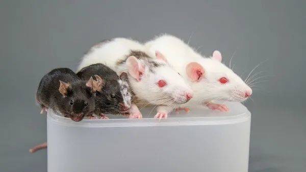 从左到右依次是：小鼠，与大鼠嵌合后的小鼠，与小鼠嵌合后的大鼠，大鼠 | Nakauchi et al. / The University of Tokyo/Stanford<br>