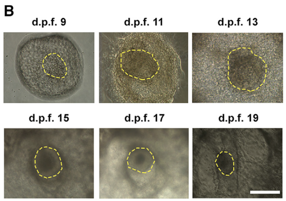 嵌合体胚胎在体外培养不同阶段的图片 | 参考资料<sup>[1]</sup><br>