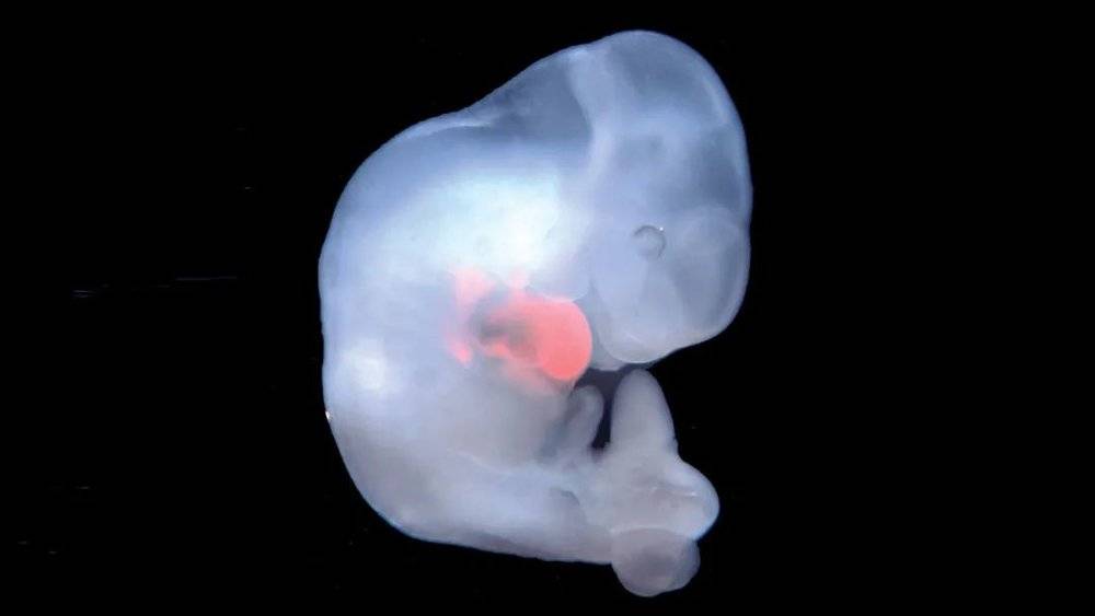 小鼠胚胎长出了大鼠的心脏 | Belmonte Lab / Sslk Institute For Biological Studies<br>