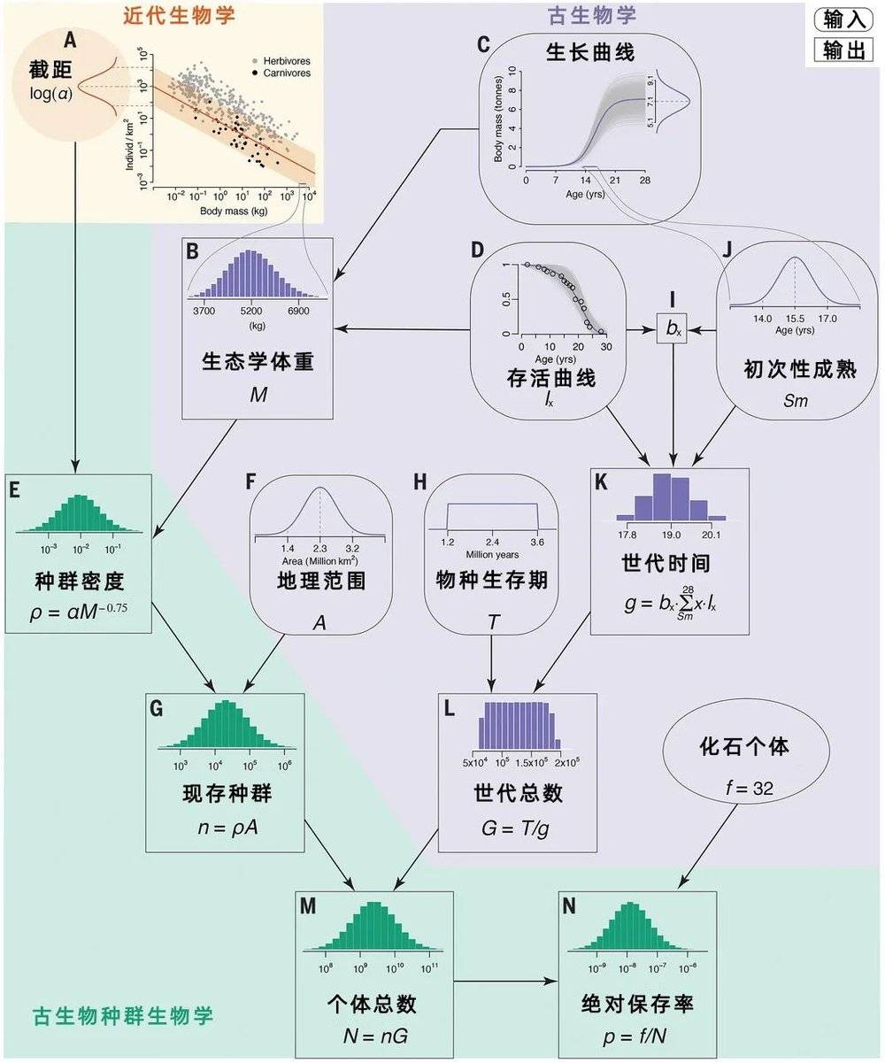 这张原理图展示了科学家利用近代生物学和古生物学的数据，估算霸王龙的种群和其他相关变量，并最终计算出霸王龙的个体数量。| 图片来源：Marshall, C. R. et al./ Science (2021)<br>