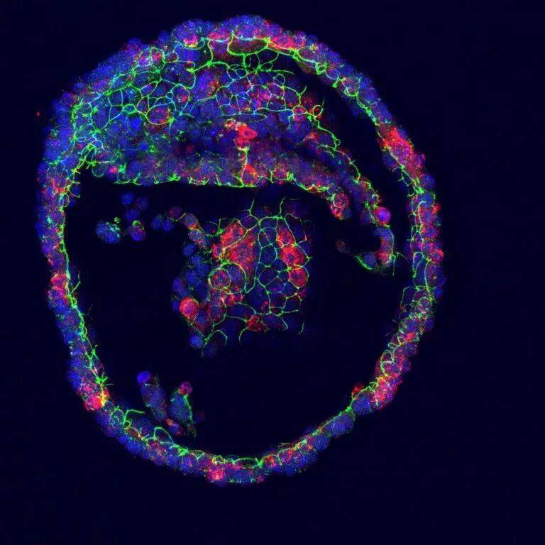 ▲蓝色是细胞核，红色标记的是产生的眼泪成分（图片来源：参考资料[2]；Credit：Marie Bannier-Hélaouët，Hubrecht Institute）
