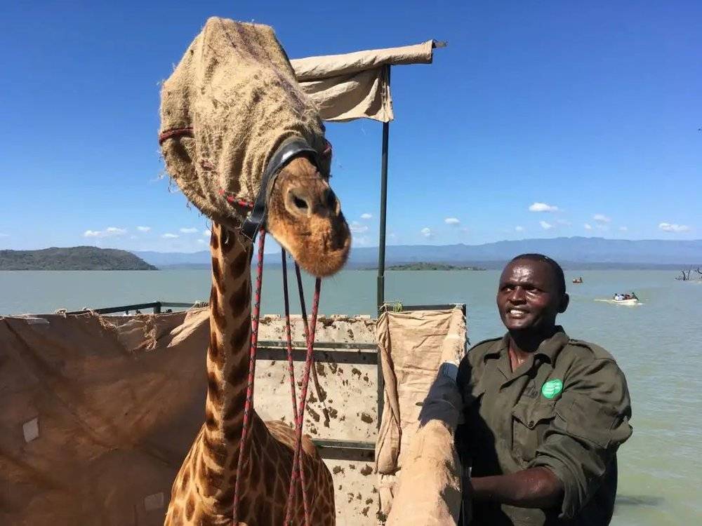 第一只坐船离岛的长颈鹿是Asiwa，为了使其途中保持镇静，救助人员一直给它戴着头套